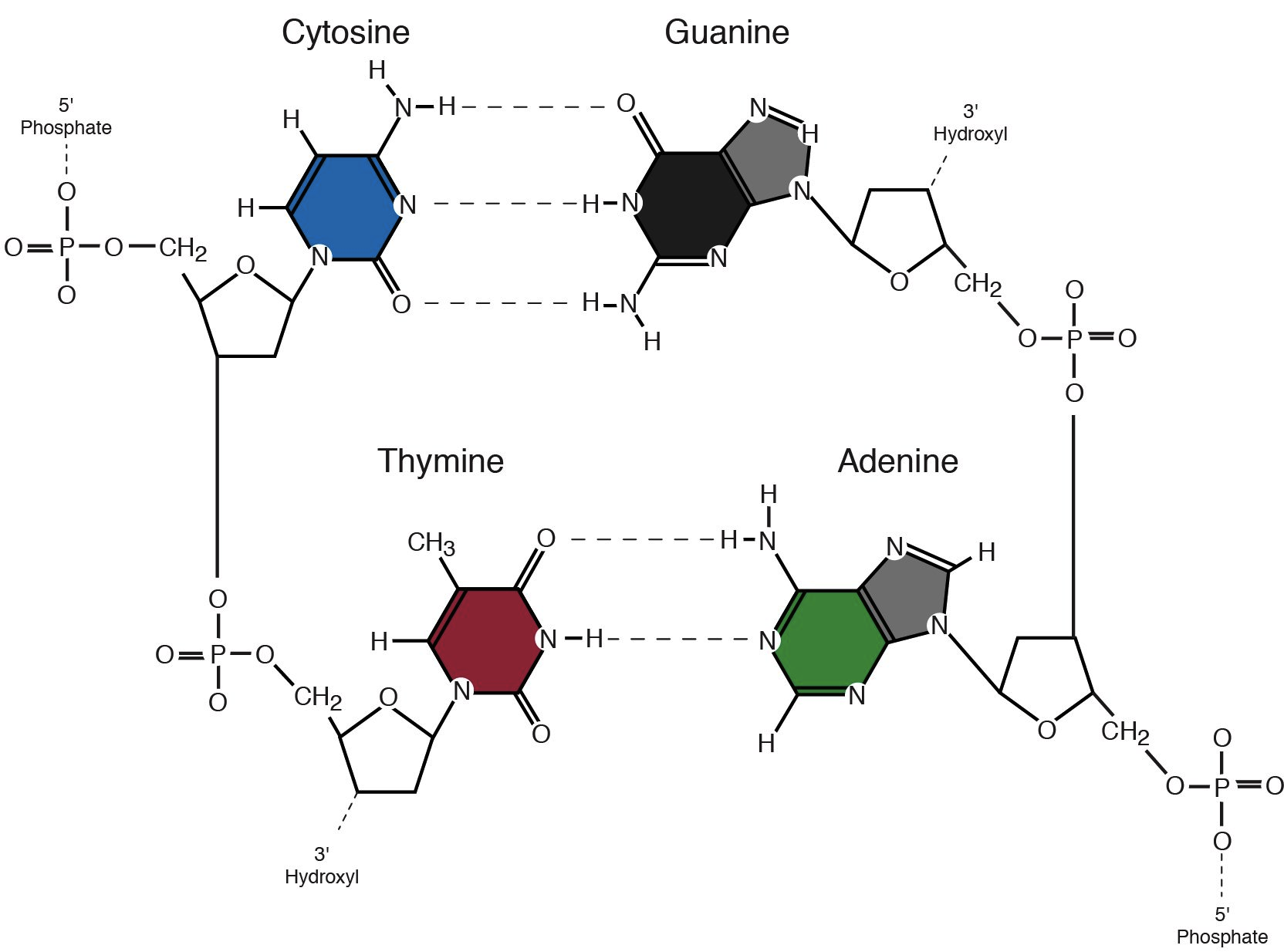 what are the 4 types of bases in dna