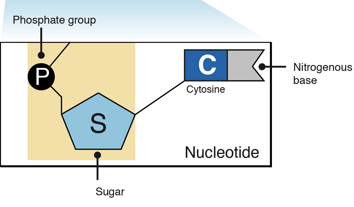 Nucleotides And Bases Genetics Generation