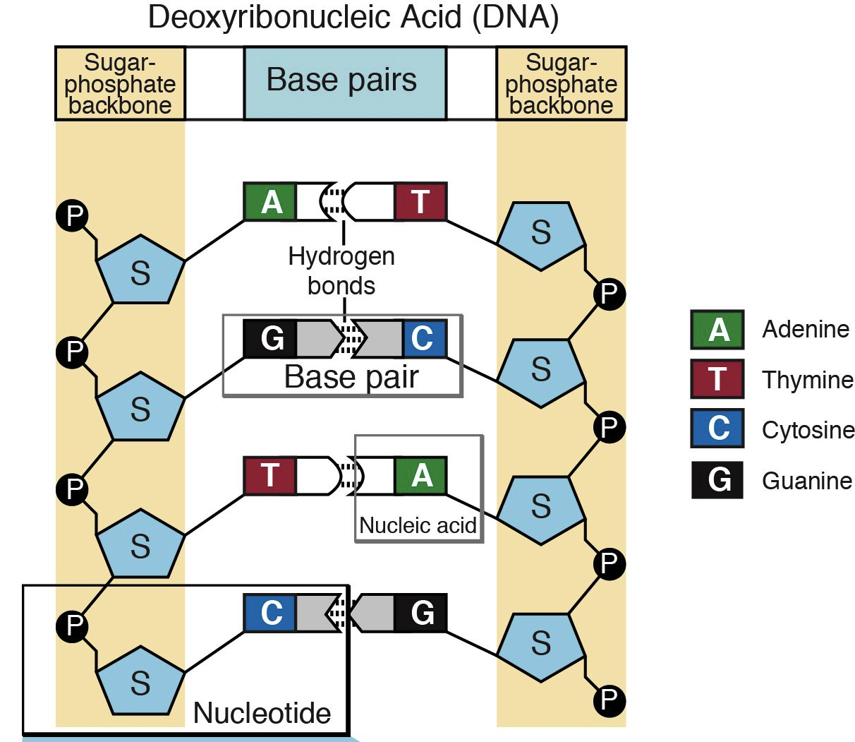 What molecules make up the backbone of DNA?