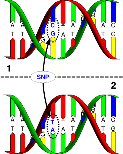 Snps Genetics Generation