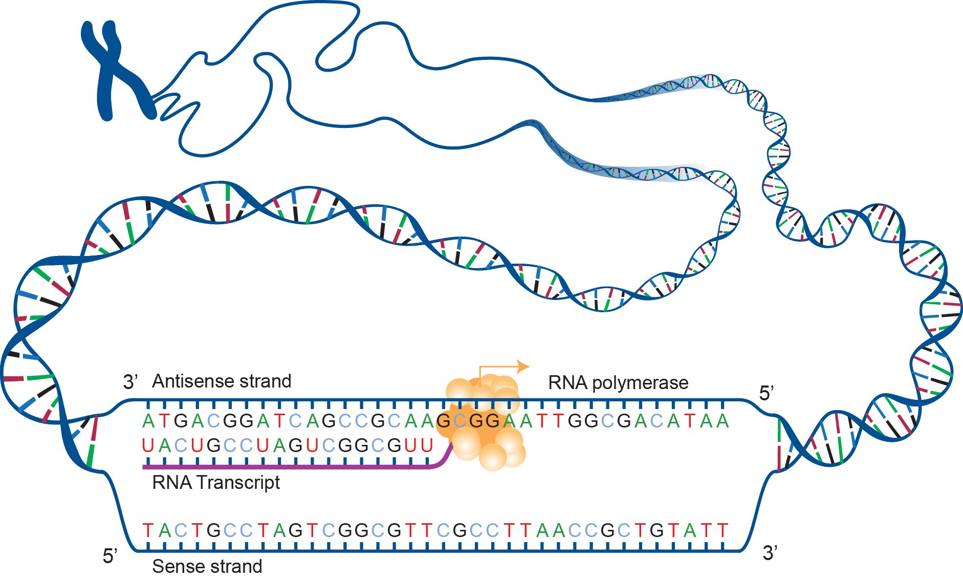 DNA And Proteins Genetics Generation