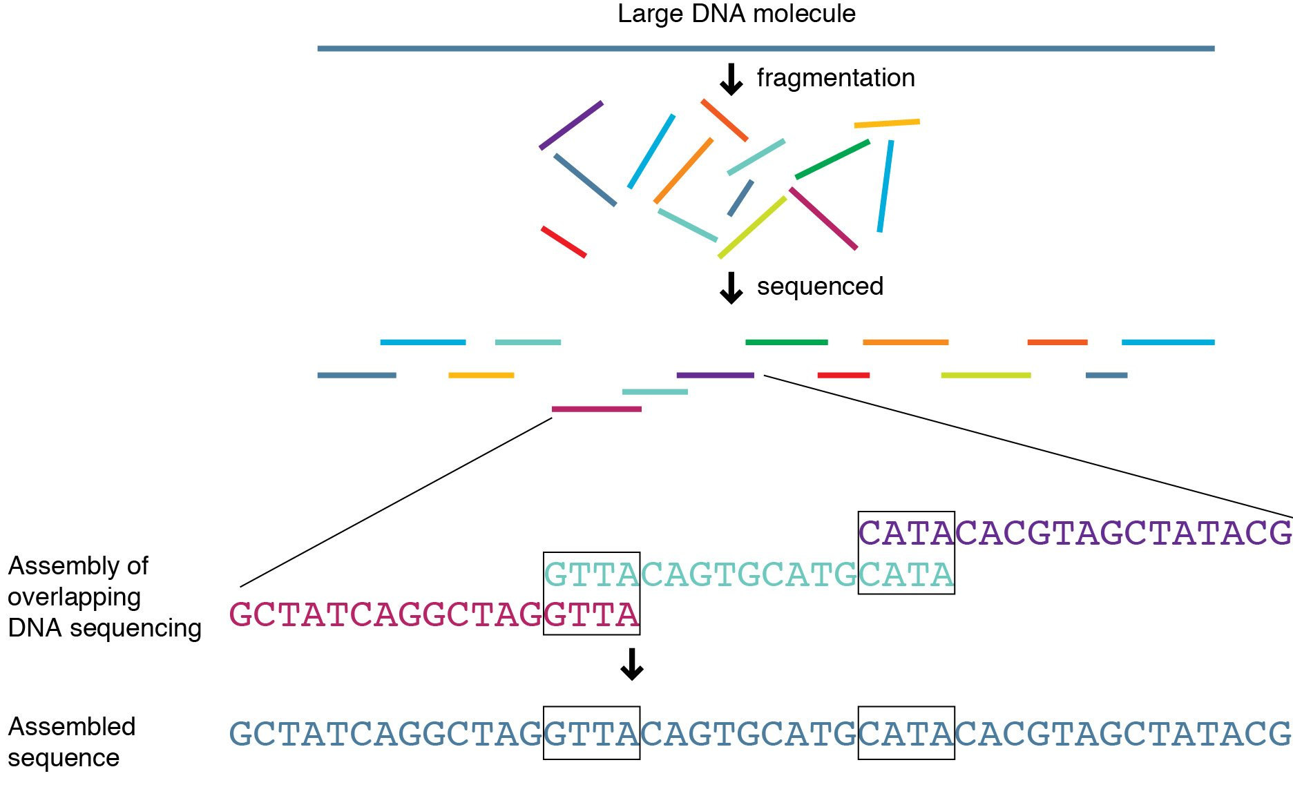 whole genome sequencing - genetics generation
