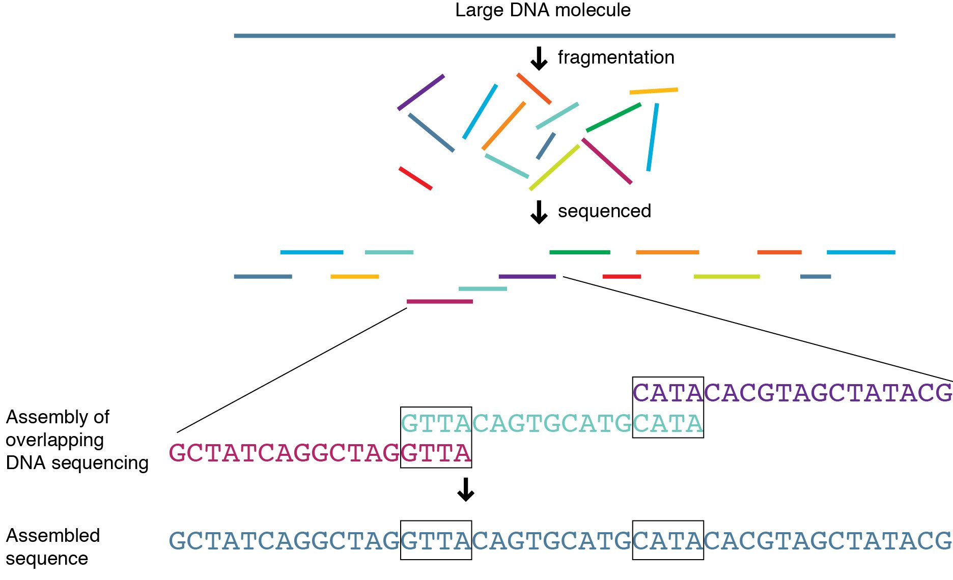 Whole Genome Sequencing Generation