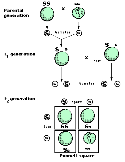 5 principles of heredity in psychology