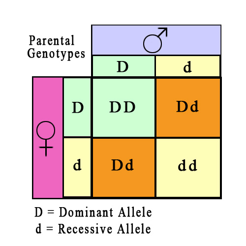 patterns-of-inheritance-genetics-generation