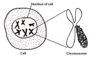 Cell Chromosomes
