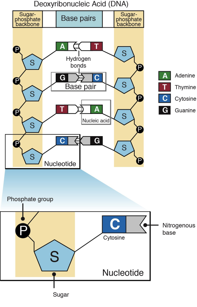 Nucleotide genetics generation