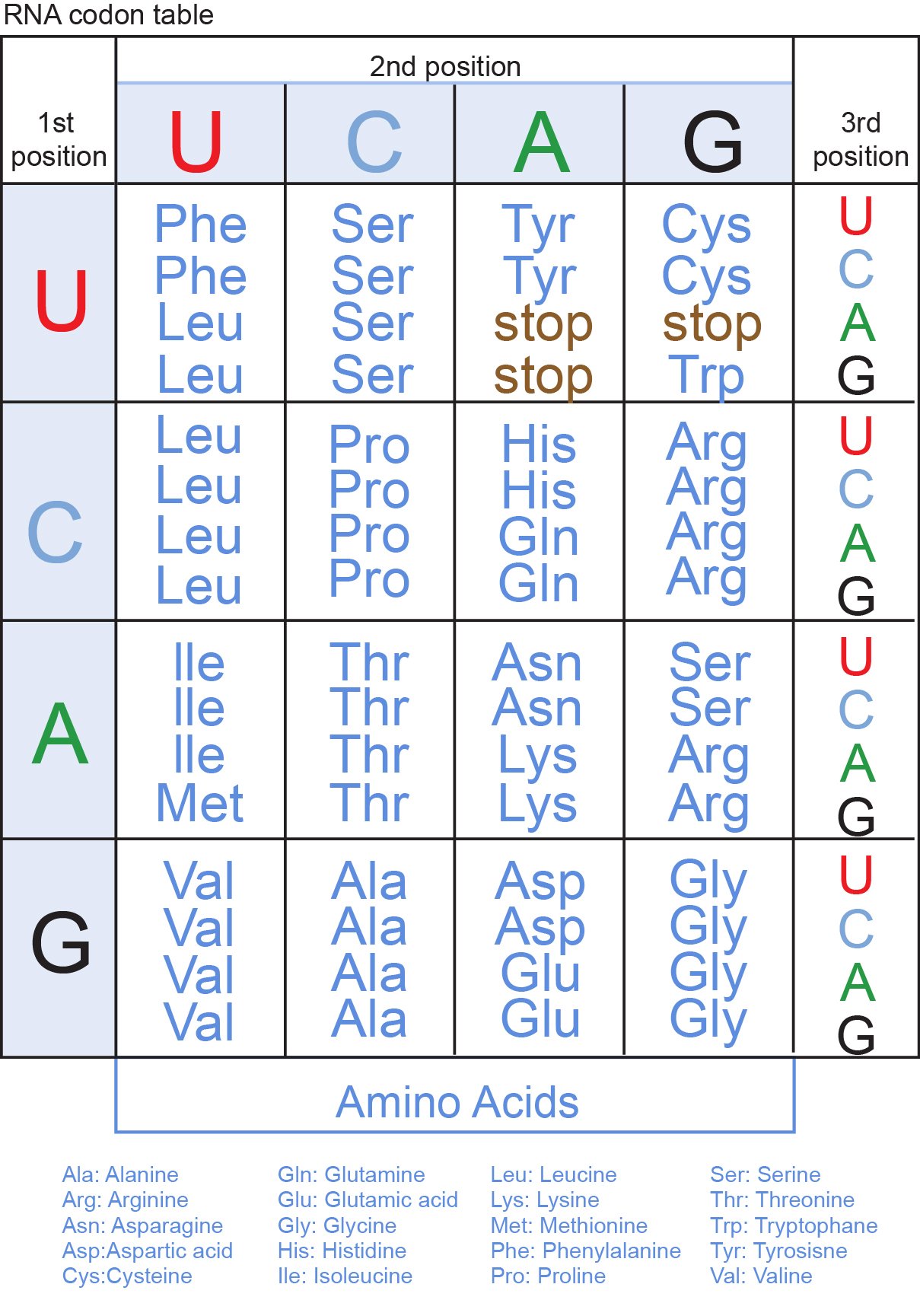 dna translation chart