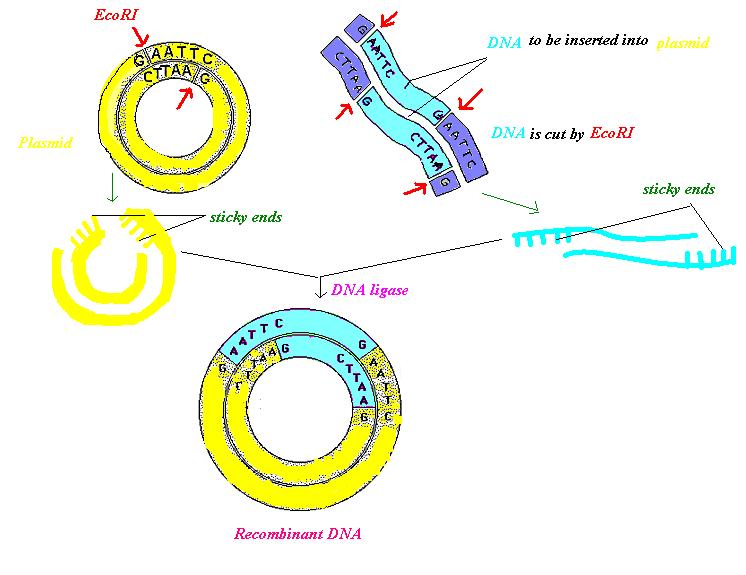 Résultat d'image pour la technologie de l'ADN recombinant