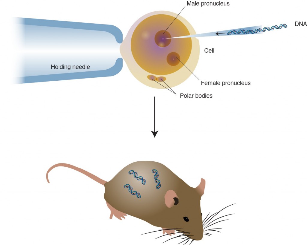 Transgenic Organisms Generation