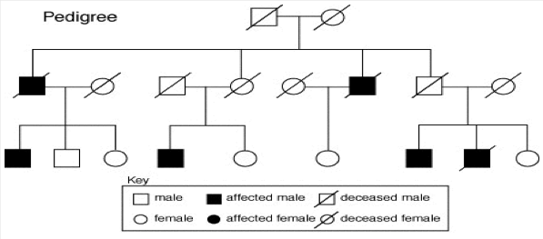 Pedigree - Genetics Generation