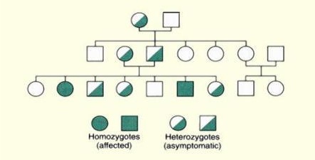 Circled 5 Generation Pedigree Chart