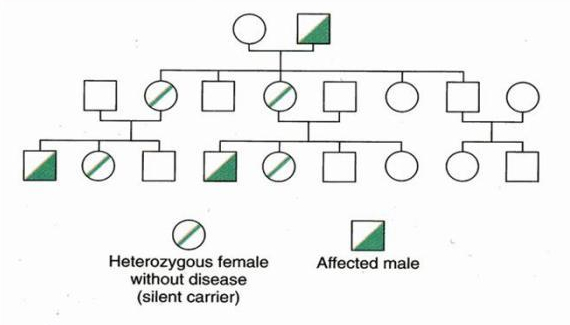 X Linked Pedigree Chart