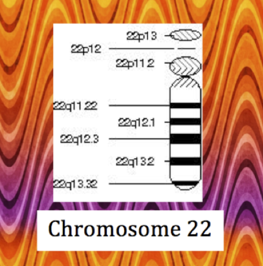 A picture of chromosome 2 2 with the numbers 2 3 p 1 2 and 2 5 p 1 2.