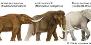 A group of elephants with long tusks and woolly mammoth.